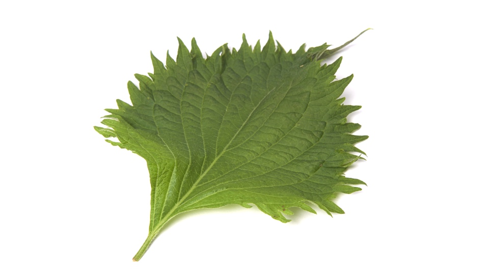 Een groen shisoblad