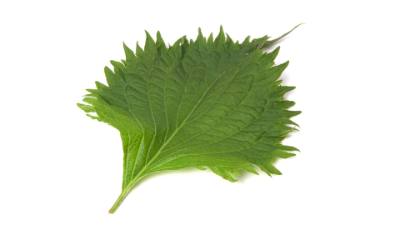 Ingrediënt Daon Shiso